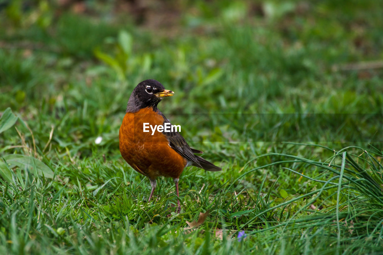 animal themes, animal, bird, grass, animal wildlife, robin, nature, one animal, wildlife, plant, beak, field, green, no people, worm, day, selective focus, land, blackbird, outdoors, close-up, full length, grass area