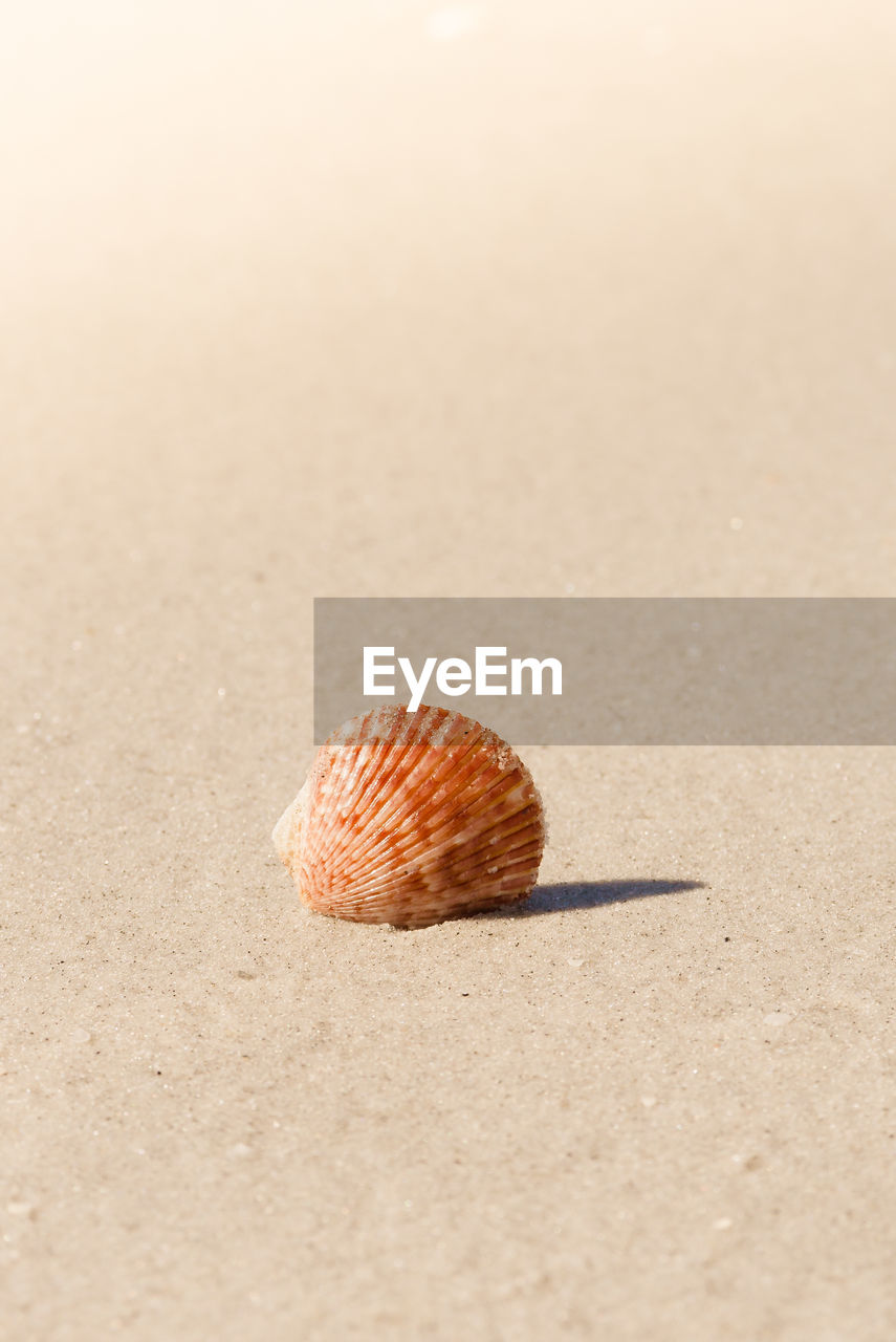 Close up shell on white sandy beach on sanibel island