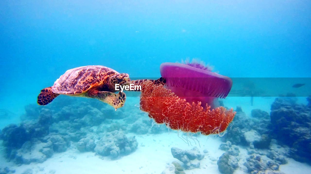 CLOSE-UP OF FISH UNDERWATER