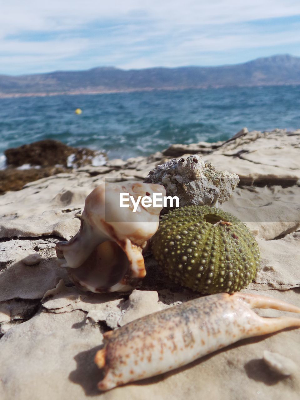 Scenic view of shells on shore