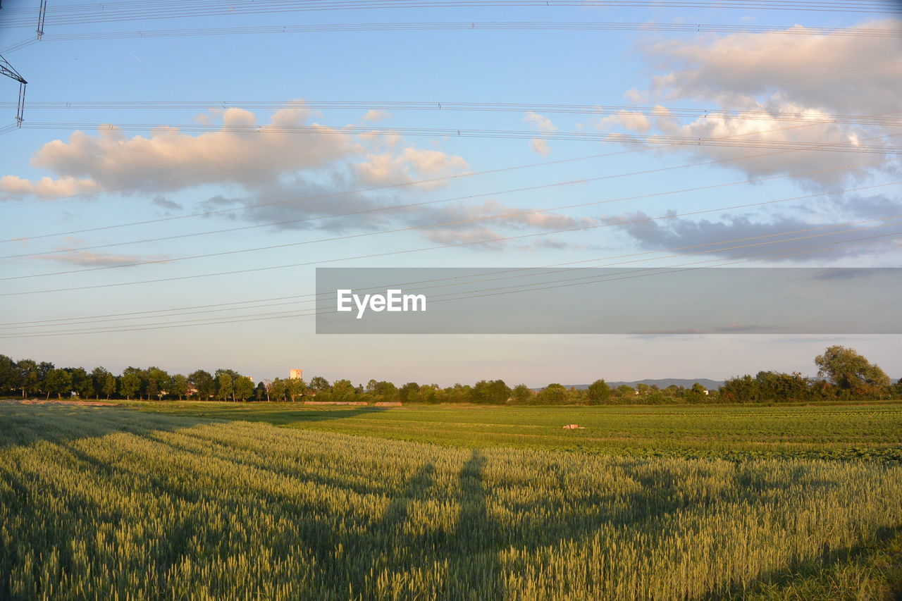 Scenic view of agricultural field against sky