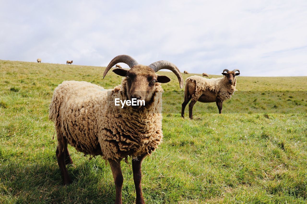 Sheep standing in a field