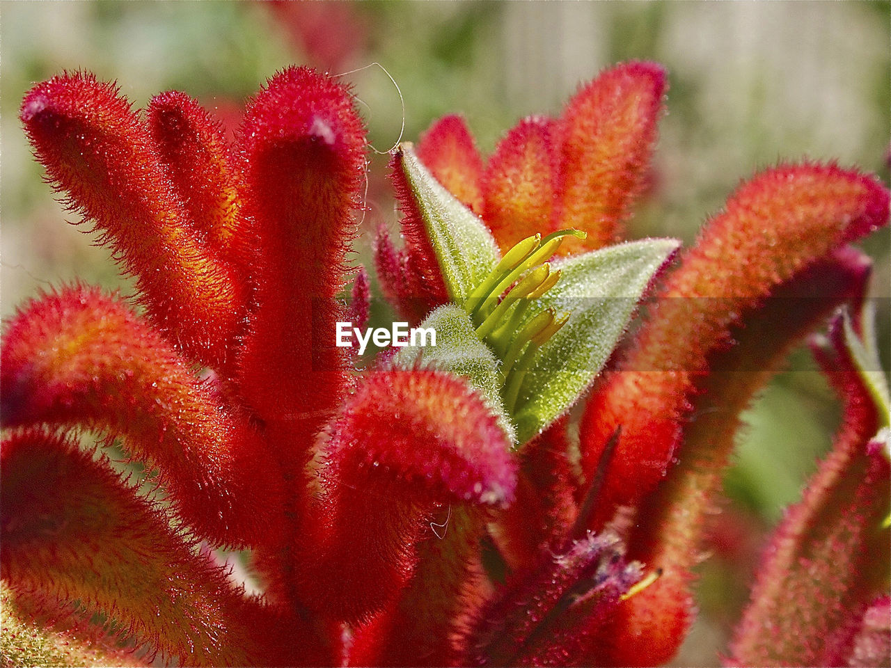 Close-up of red flower blooming on plant