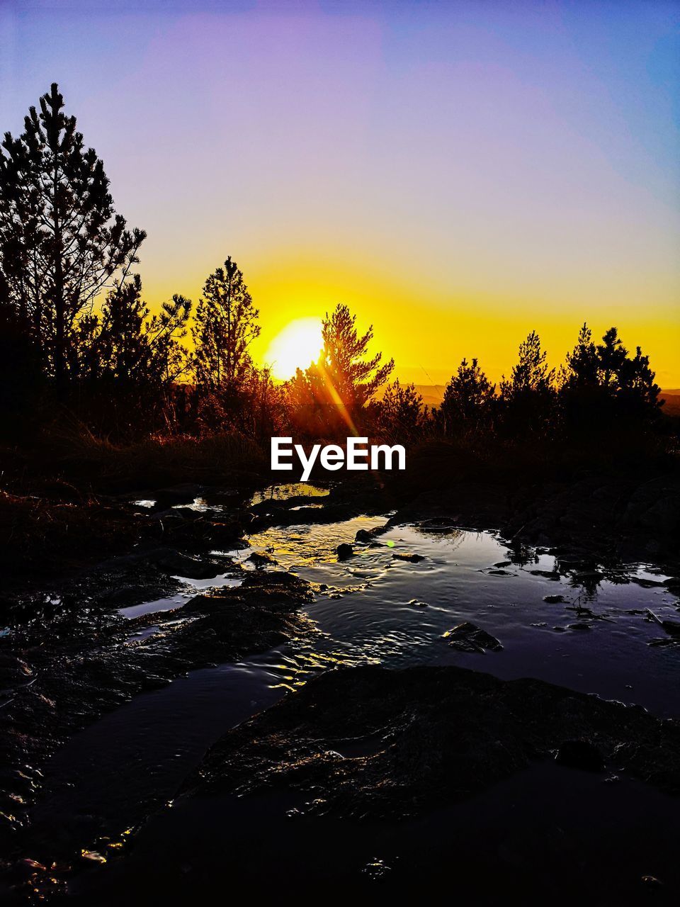 SILHOUETTE PLANTS BY RIVER AGAINST SKY AT SUNSET