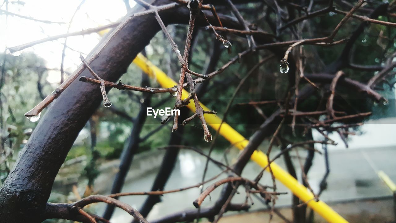 CLOSE-UP OF BARE TREE BRANCH