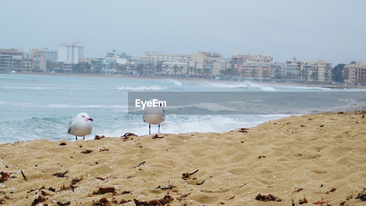 SEAGULL PERCHING ON BEACH