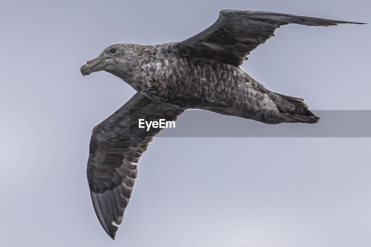 LOW ANGLE VIEW OF SEAGULL FLYING