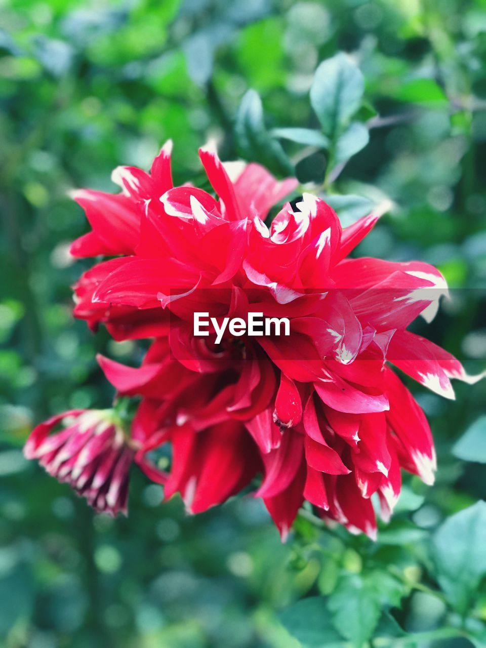 CLOSE-UP OF RED FLOWER BLOOMING