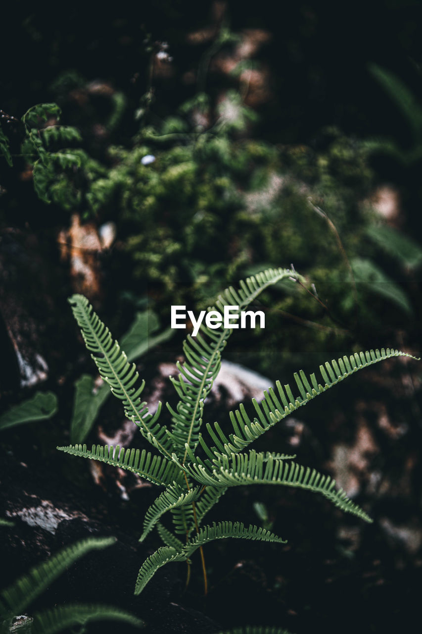 High angle view of fern leaves on tree