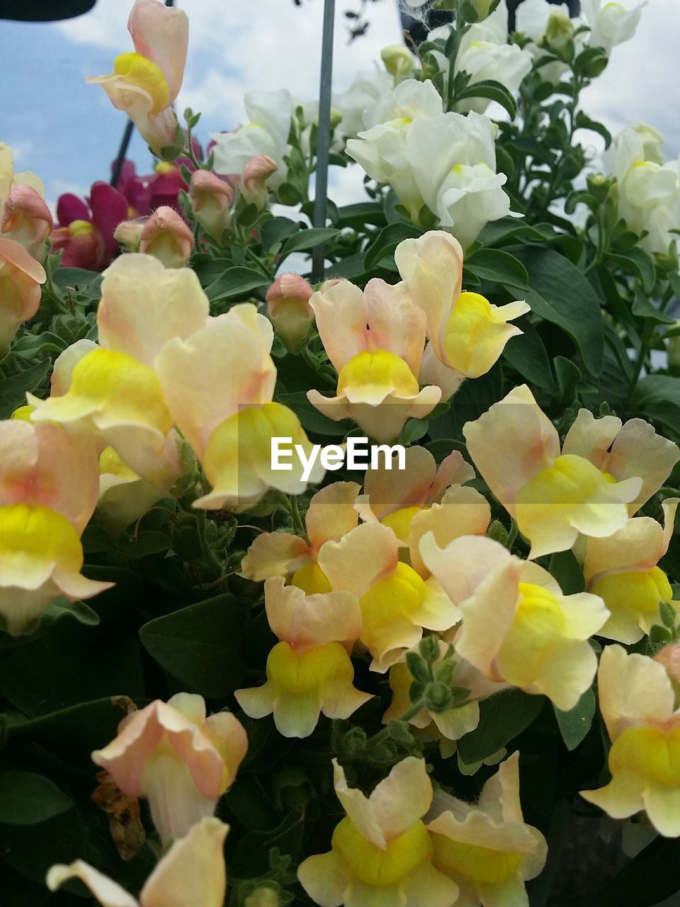 CLOSE-UP OF YELLOW FLOWERS BLOOMING