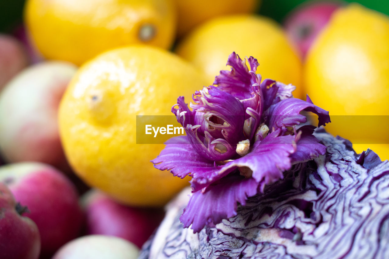 food, food and drink, freshness, healthy eating, fruit, purple, produce, multi colored, plant, yellow, wellbeing, citrus fruit, lemon, nature, flower, close-up, no people, citrus, vibrant color, flowering plant, organic, focus on foreground, outdoors, orange color