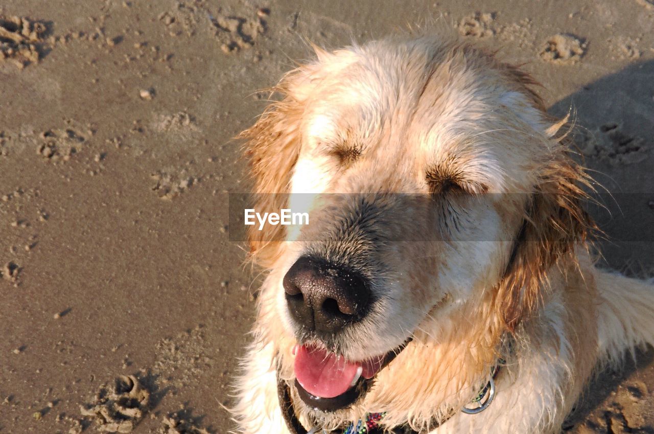 High angle view of golden retriever with eyes closed sitting on beach