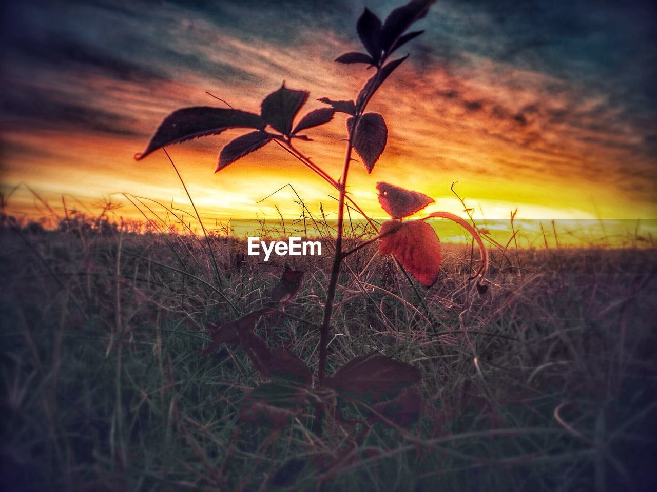 PLANTS ON FIELD AT SUNSET