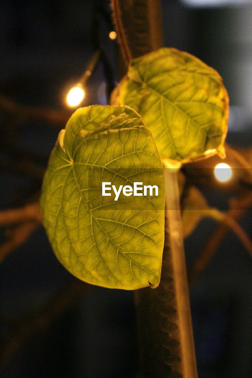 Close-up of illuminated leaf at night