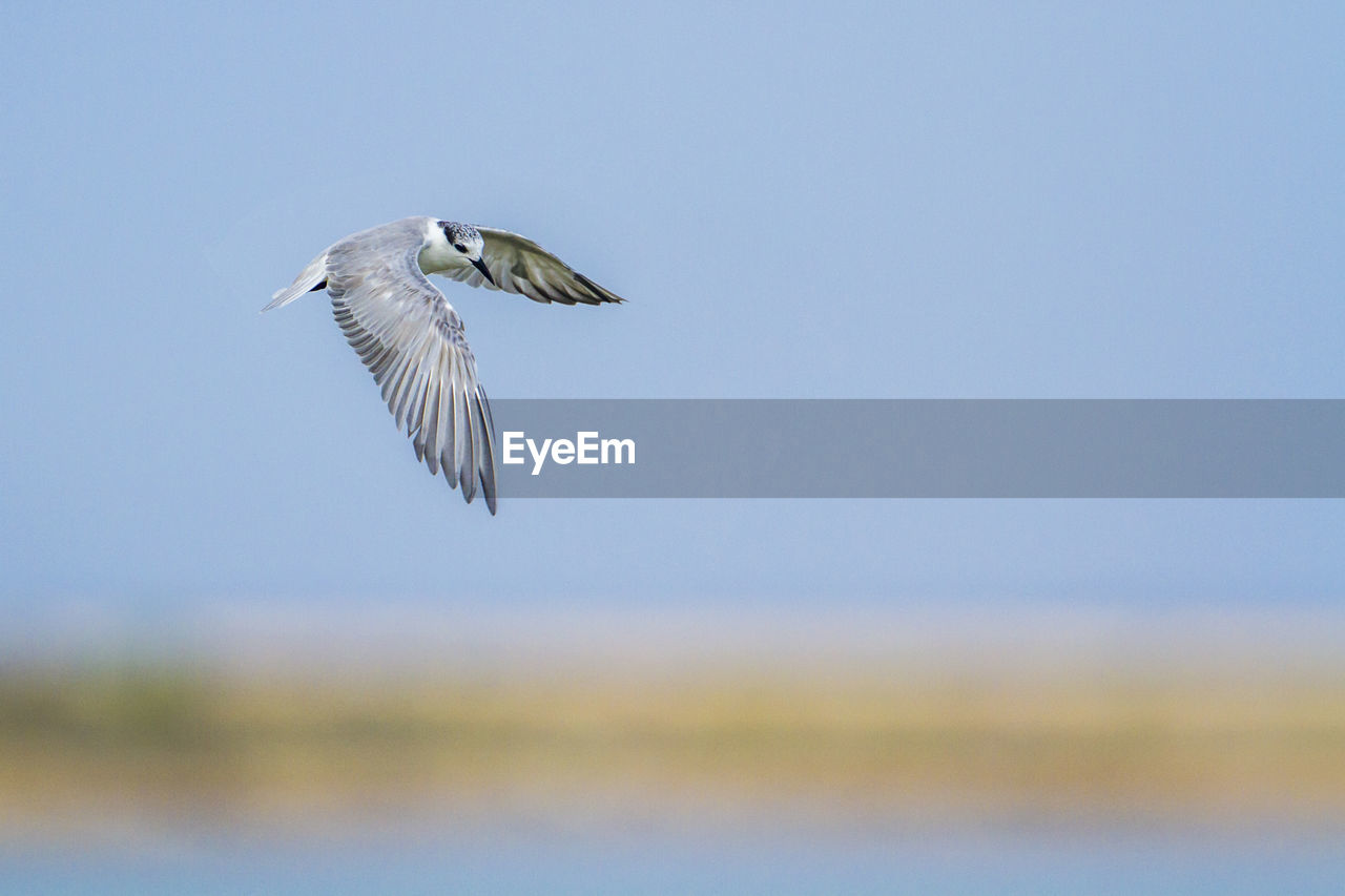 LOW ANGLE VIEW OF EAGLE FLYING