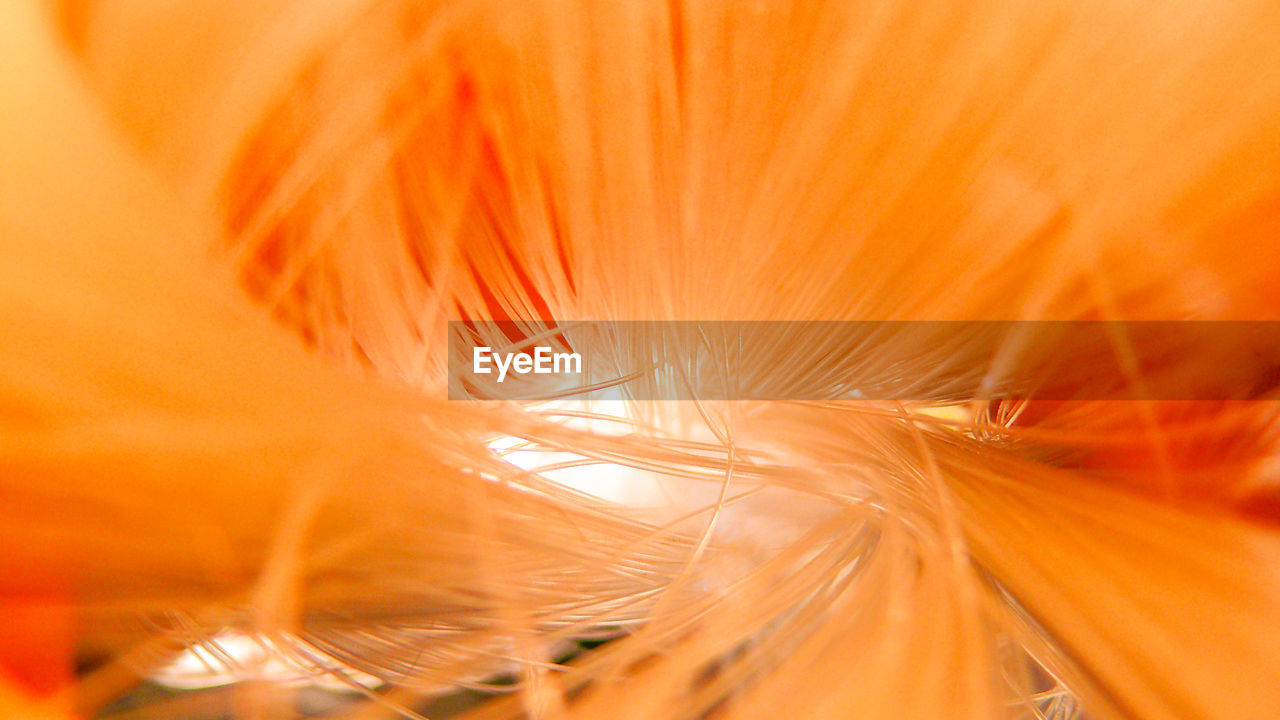 MACRO SHOT OF ORANGE FLOWER