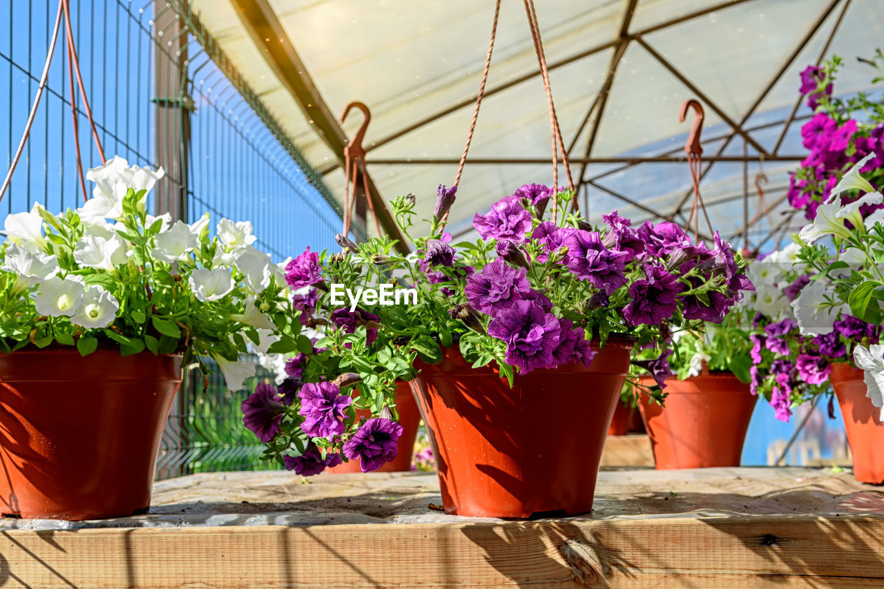 Hanging flower pots with beautiful petunias in the garden center