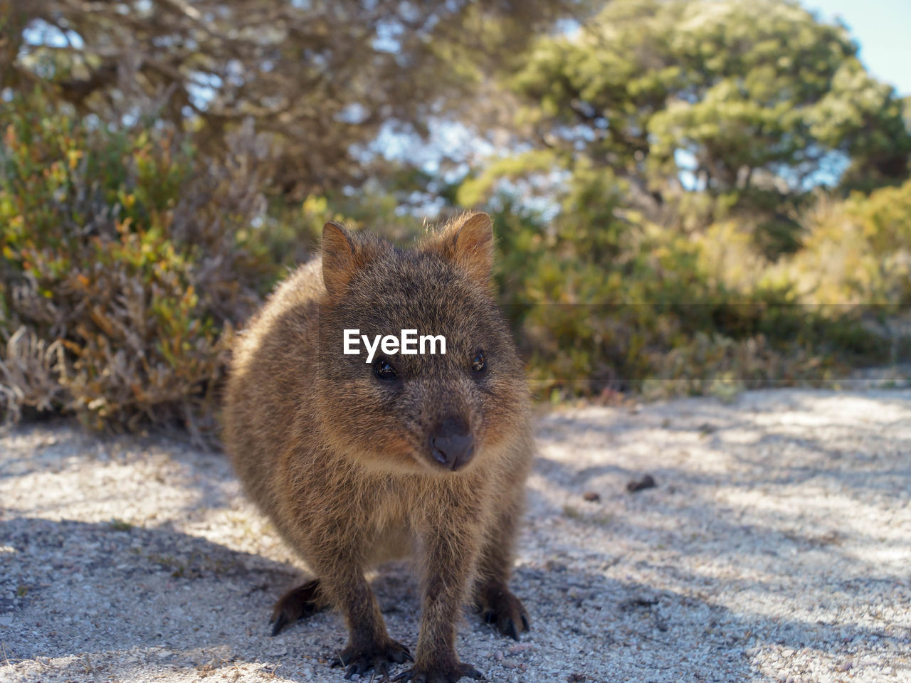 Portrait of a quokka