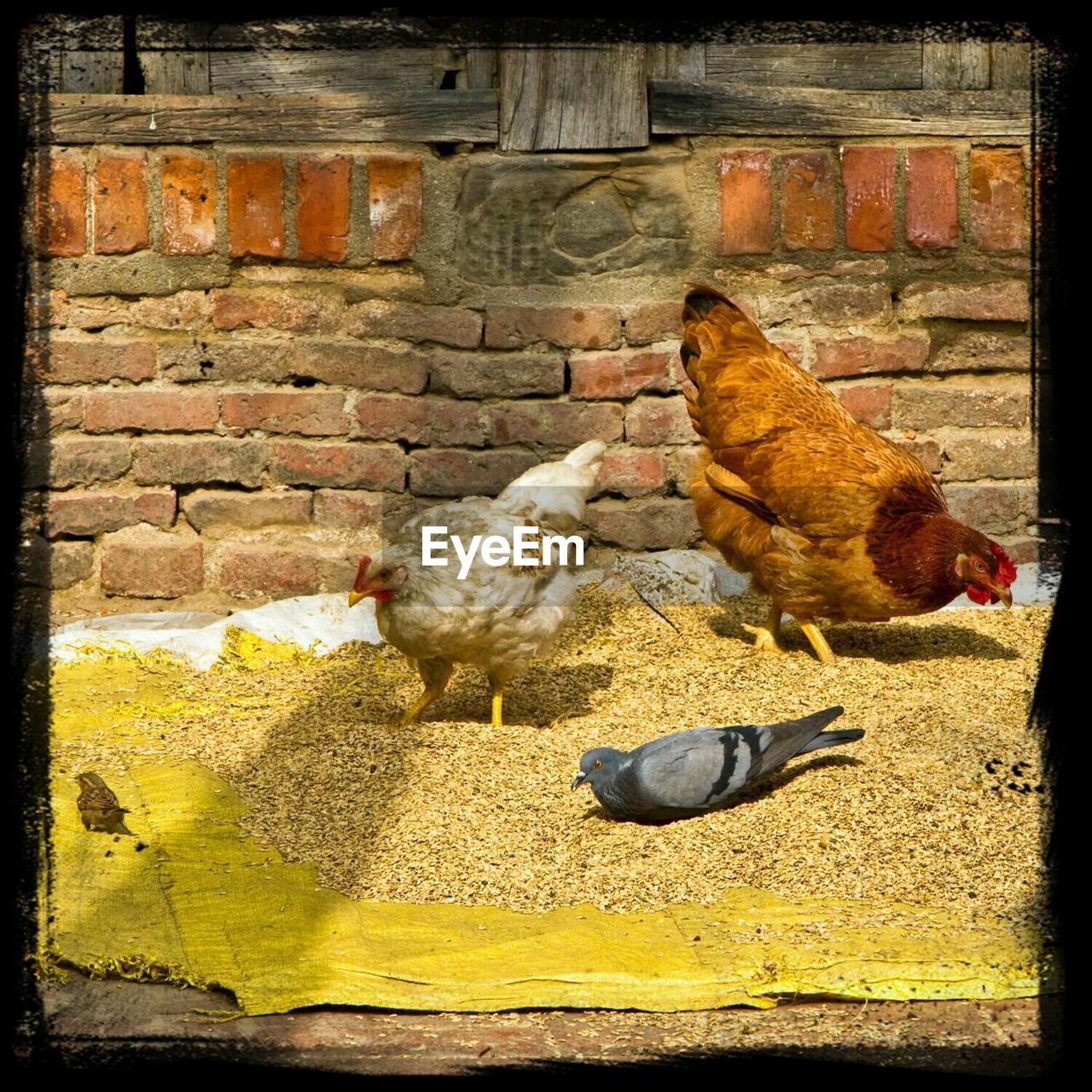 Hens pecking at grain on the ground