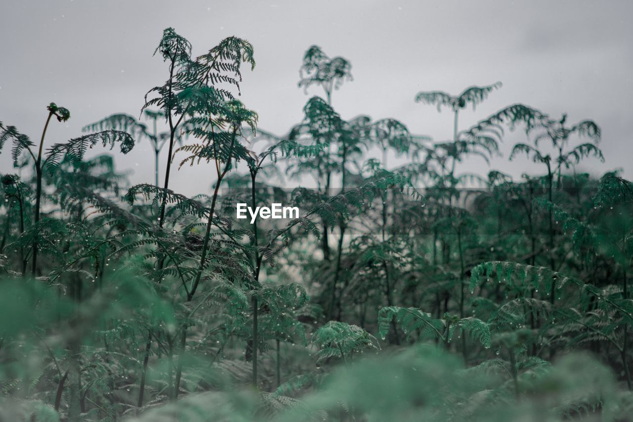 Plants growing on field against sky fern