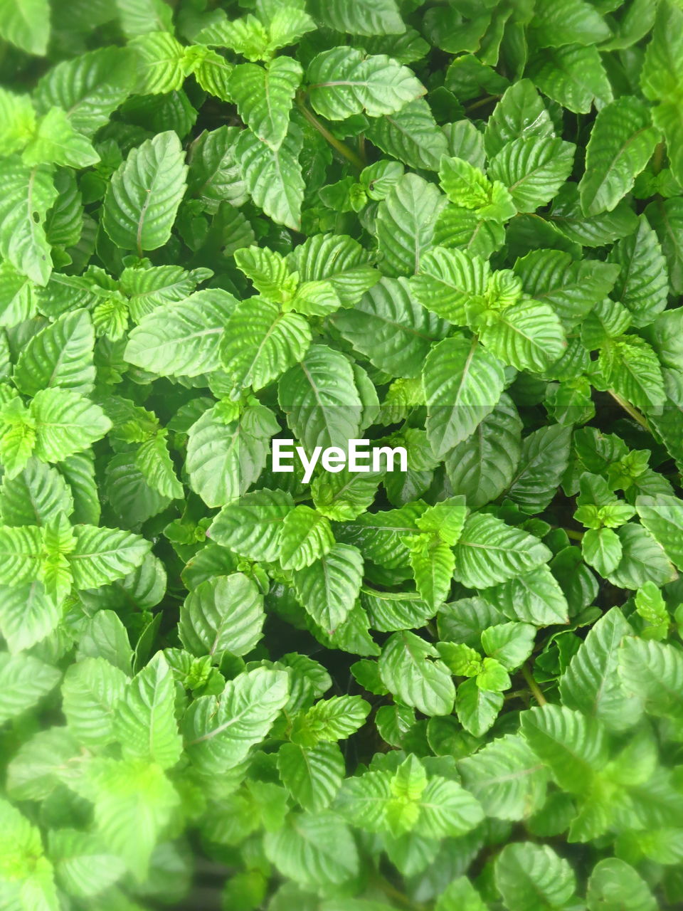 Full frame shot of green leaves