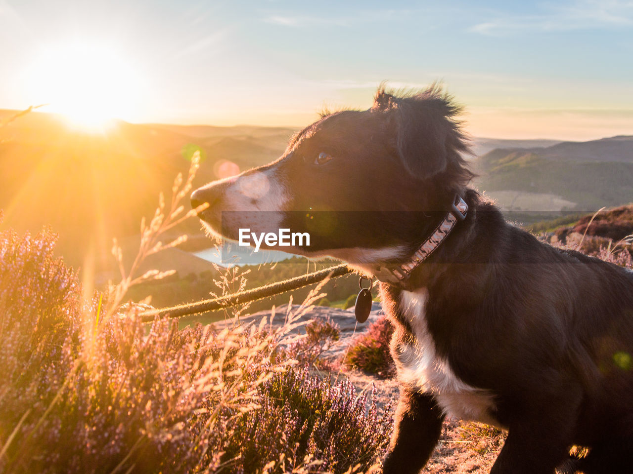 DOG LOOKING AWAY ON MOUNTAIN AGAINST SUNSET SKY