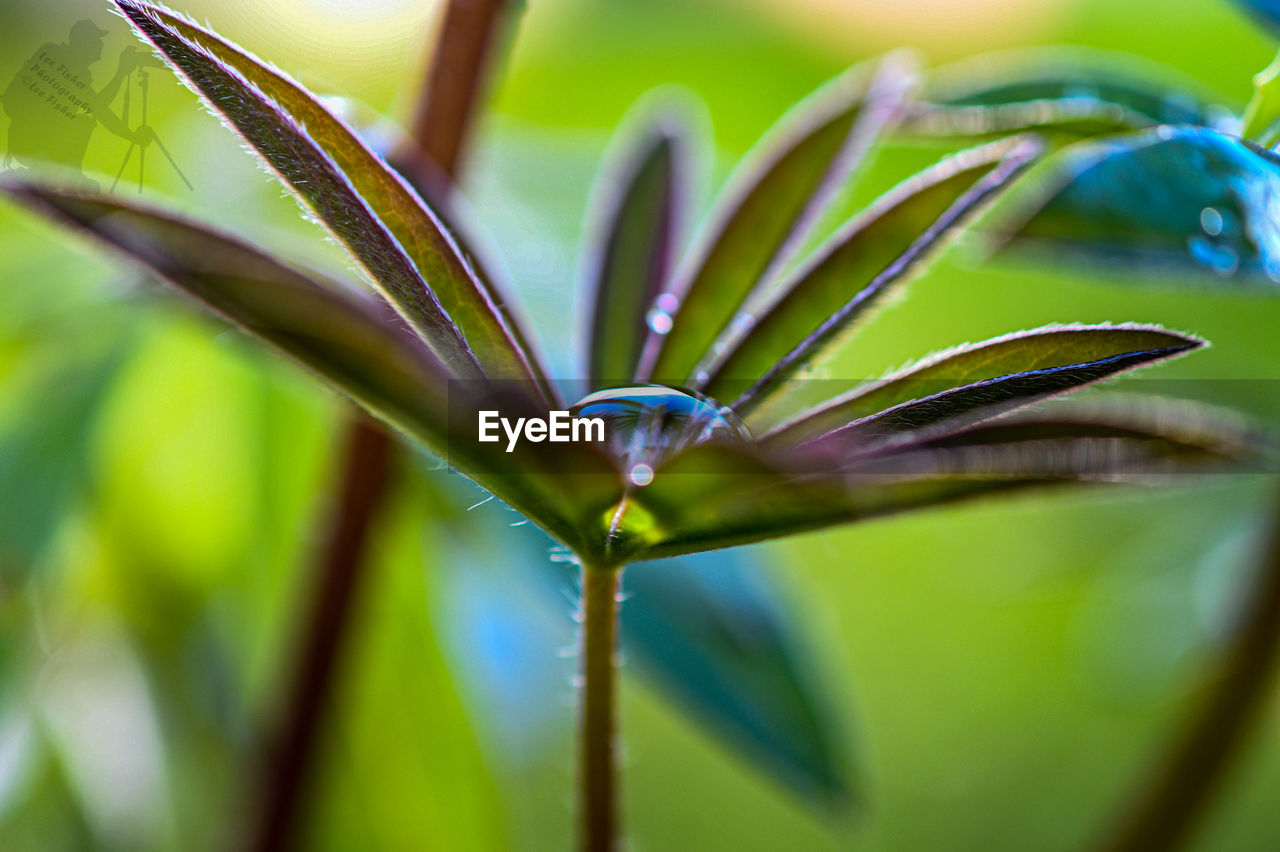 CLOSE-UP OF WATER DROPS ON PLANT