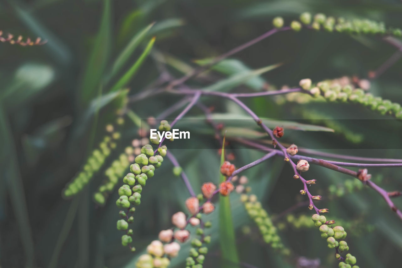 Close-up of berries growing on plant