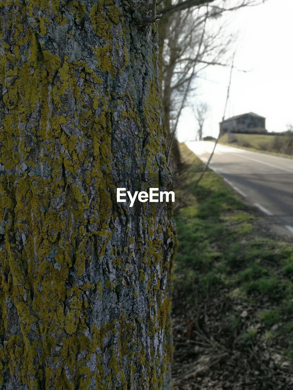 CLOSE-UP OF GRASS AGAINST SKY