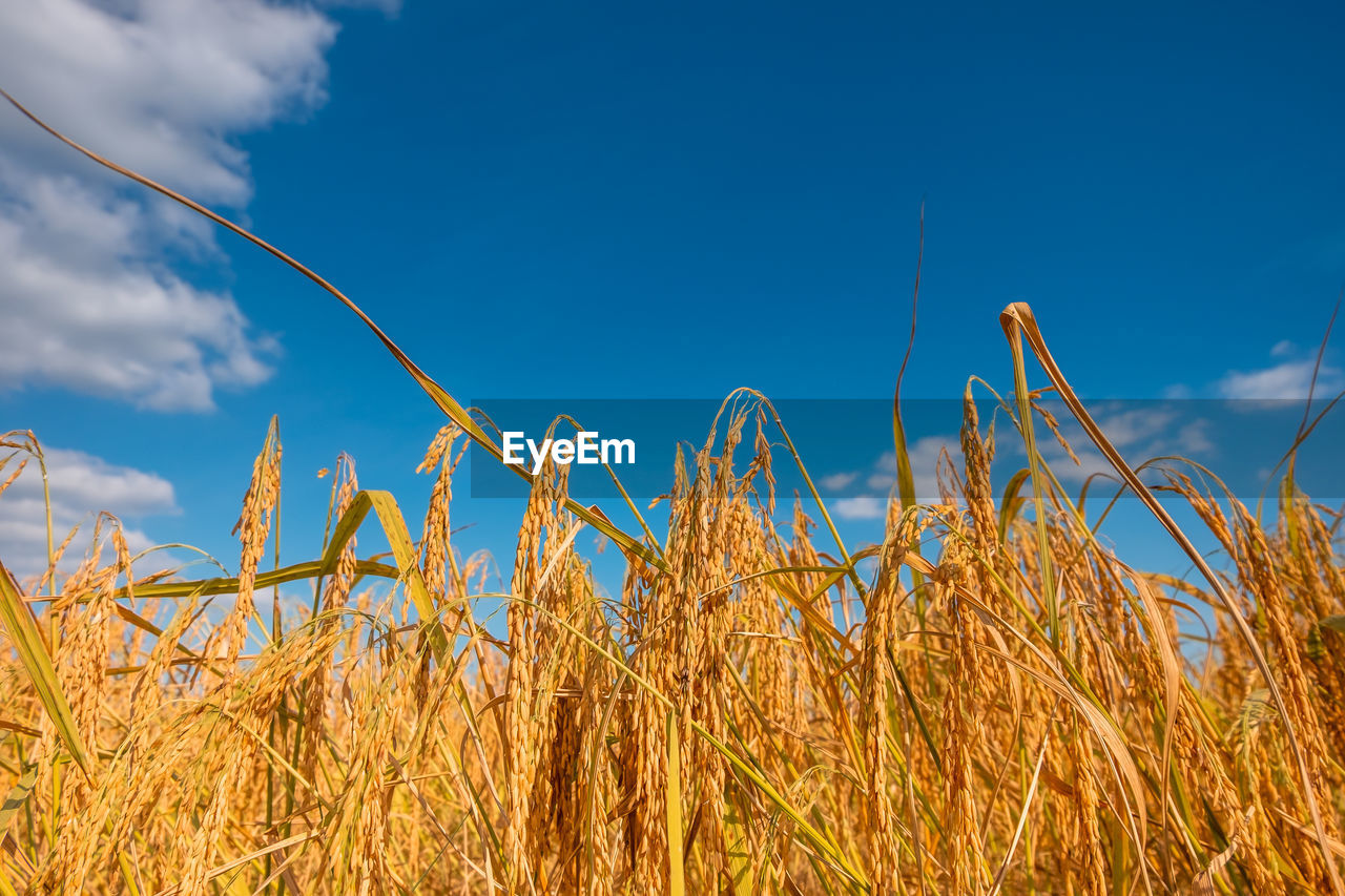 Low angle view of stalks in field against blue sky