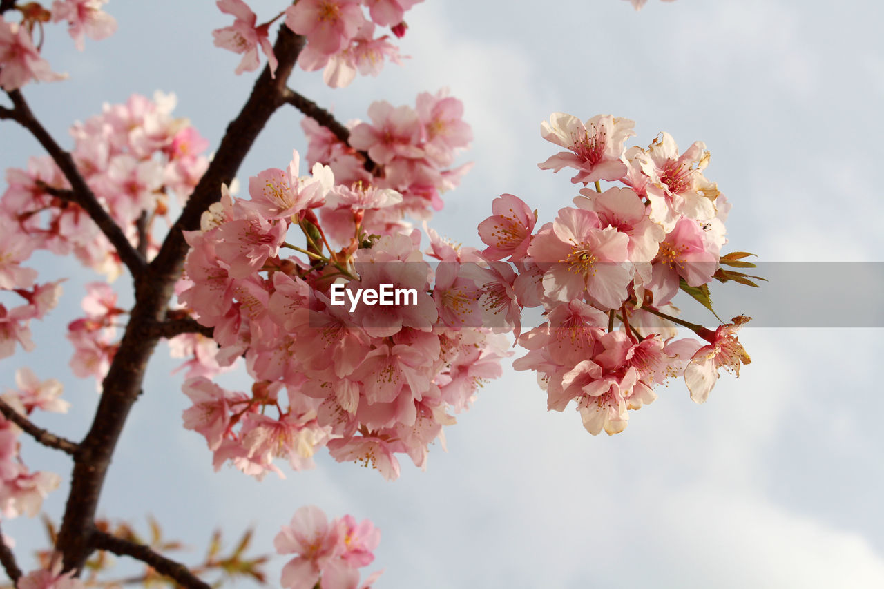 PINK CHERRY BLOSSOMS IN SPRING