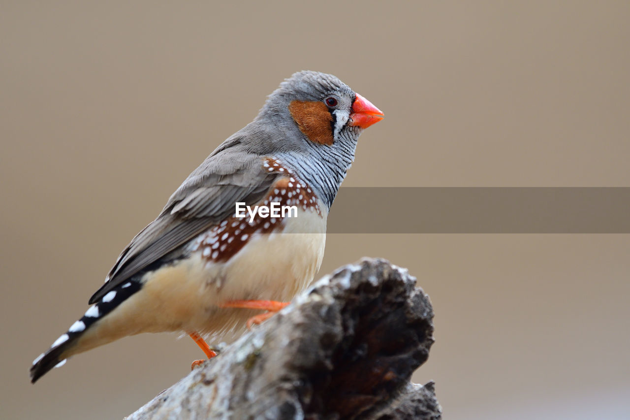 CLOSE-UP OF A BIRD PERCHING ON A WALL