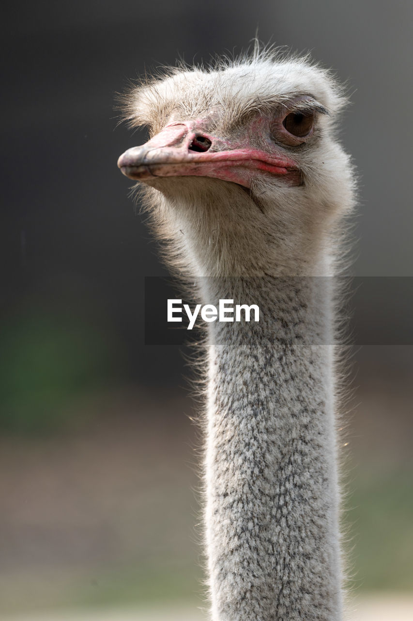 CLOSE-UP OF OSTRICH