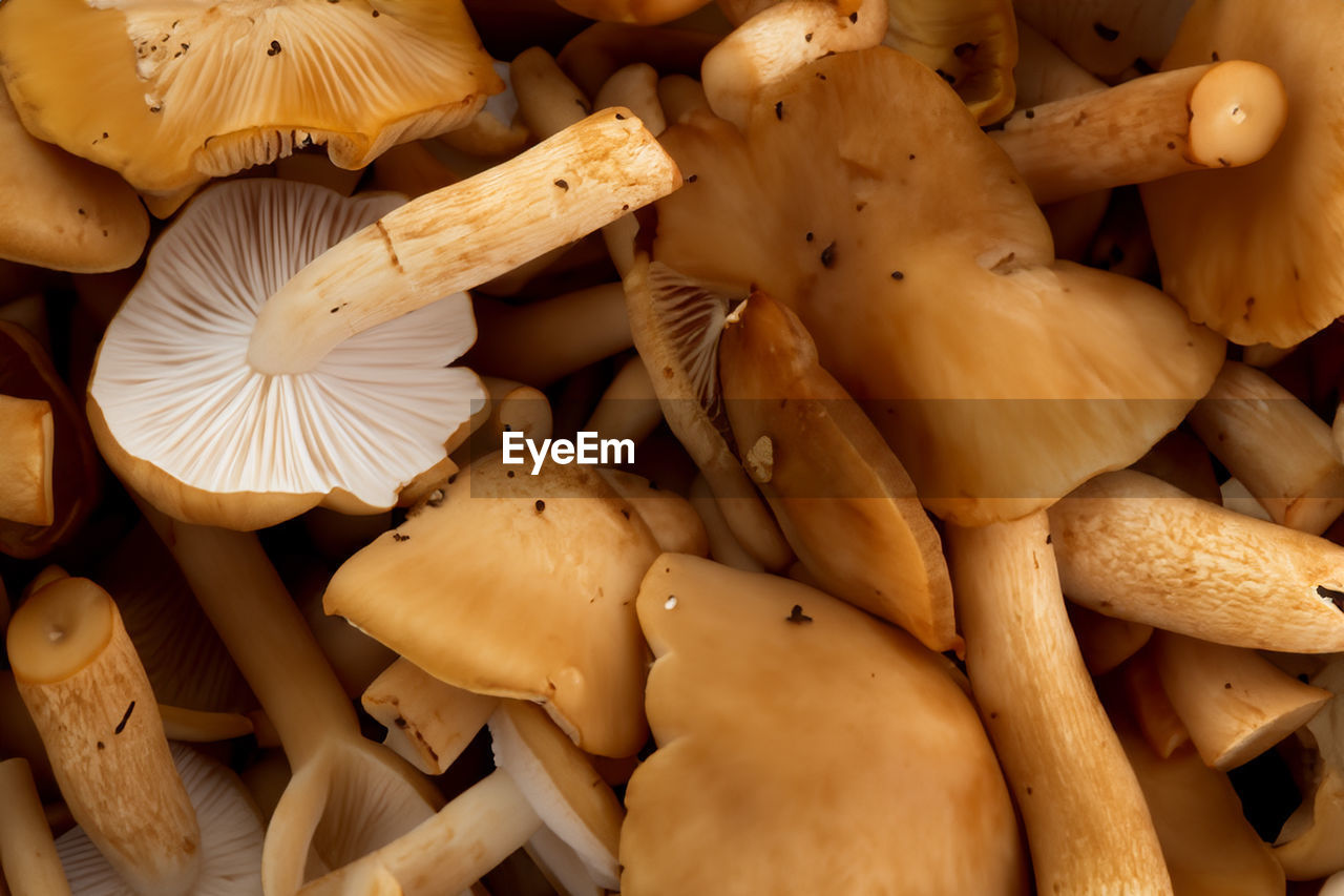 detail shot of mushrooms