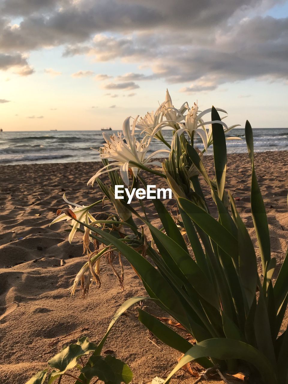 Close-up of plant on beach against sky during sunset