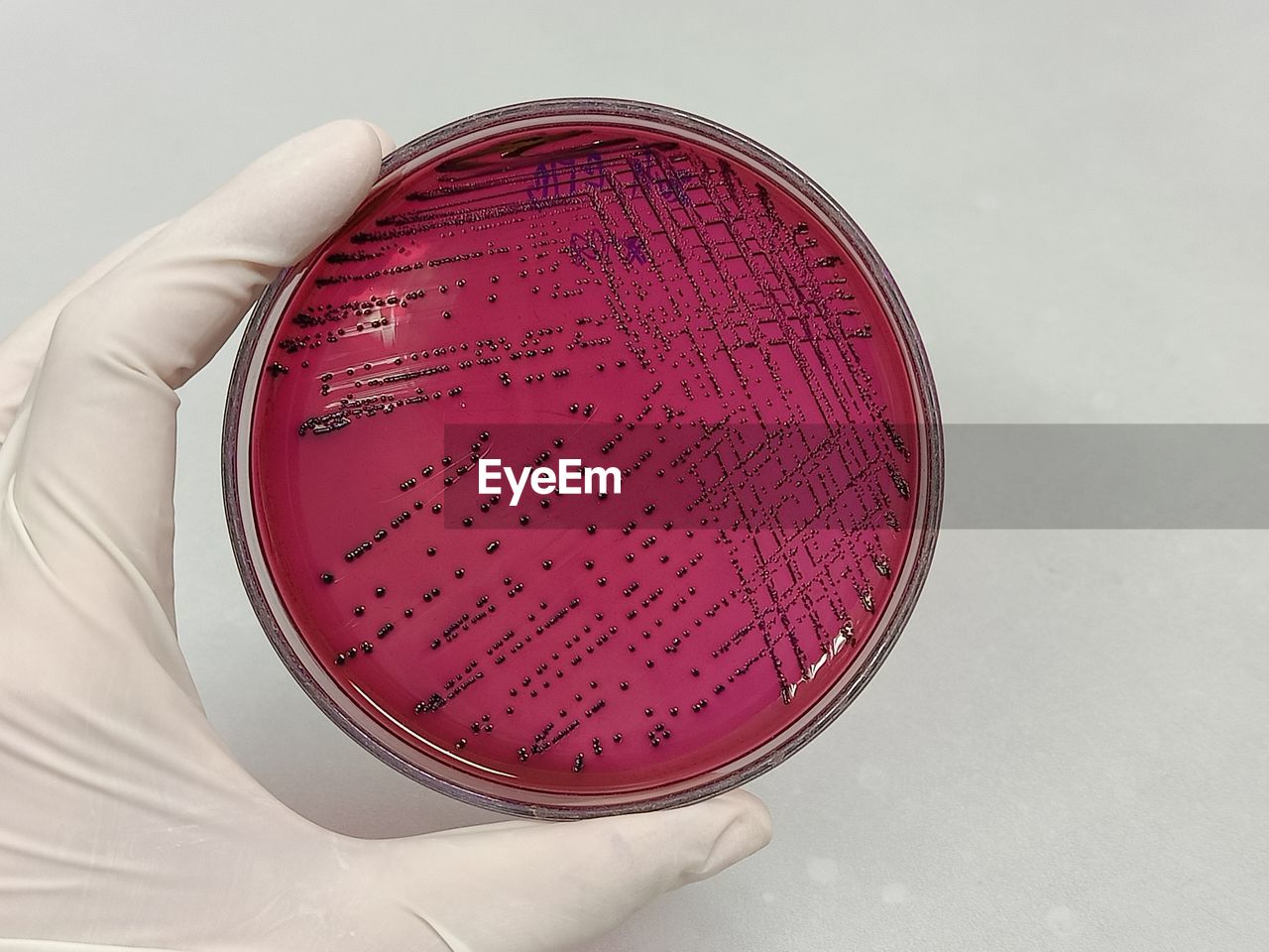 Cropped hand of scientist holding petri dish