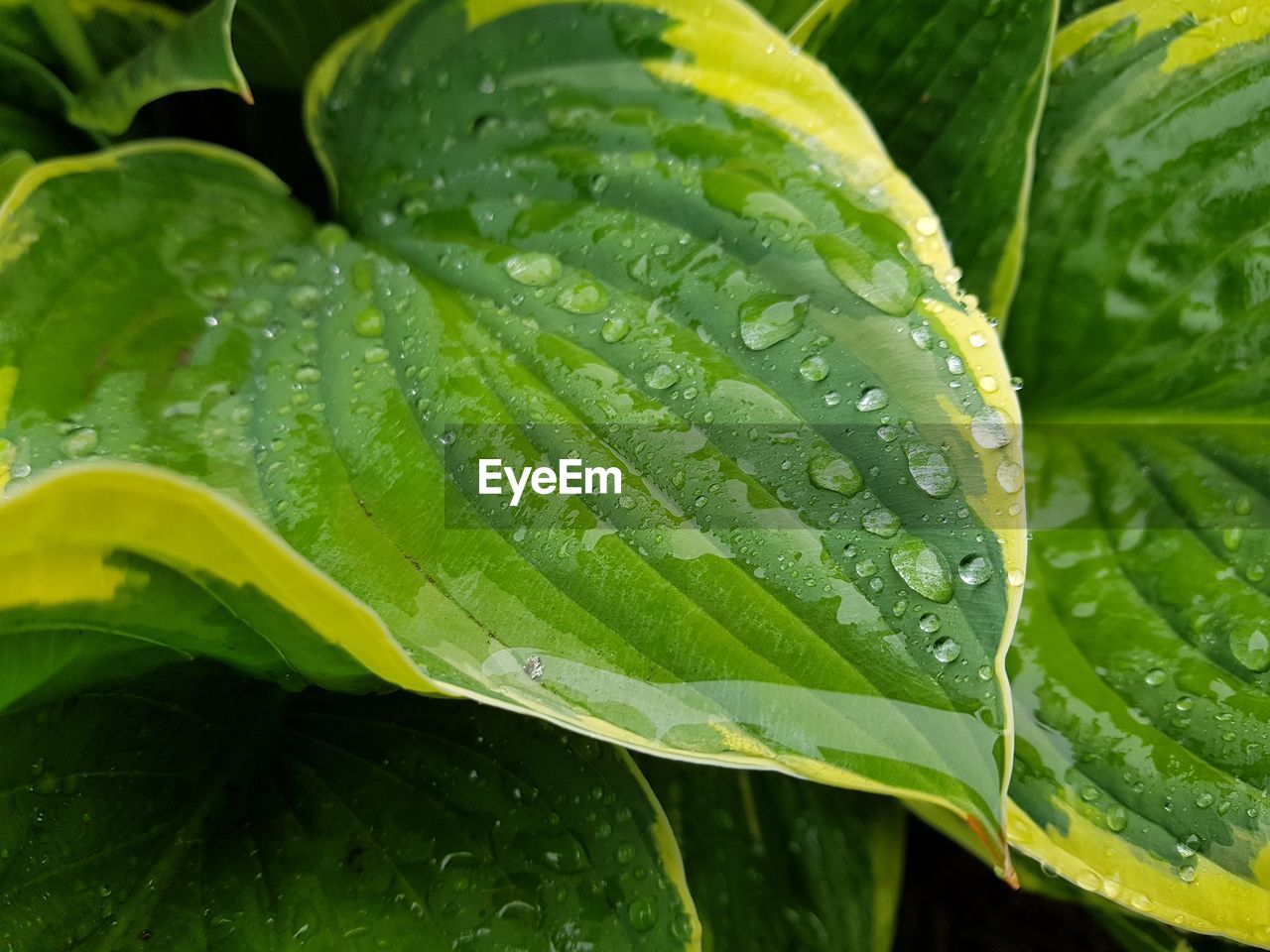 Close-up of wet plants