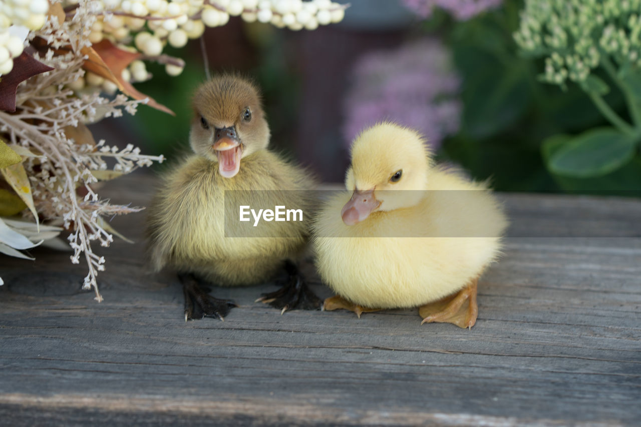 Close-up of ducklings amidst flowers in yard