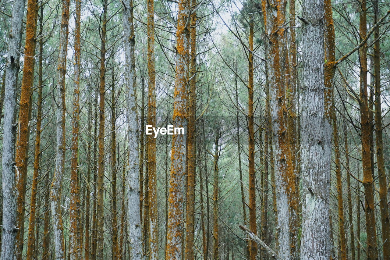 Full frame shot of bamboo trees in forest