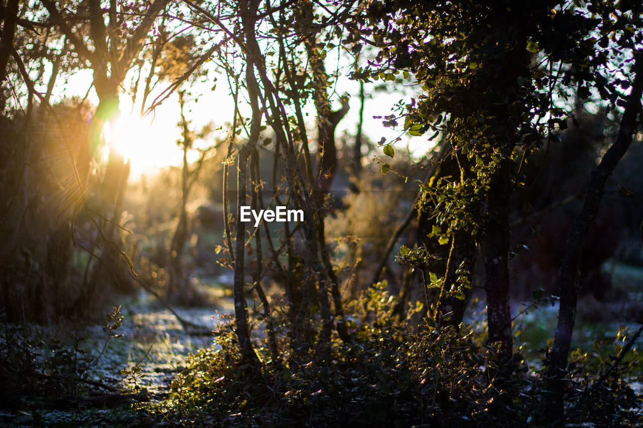 Sunset sunbeam illuminates the forest