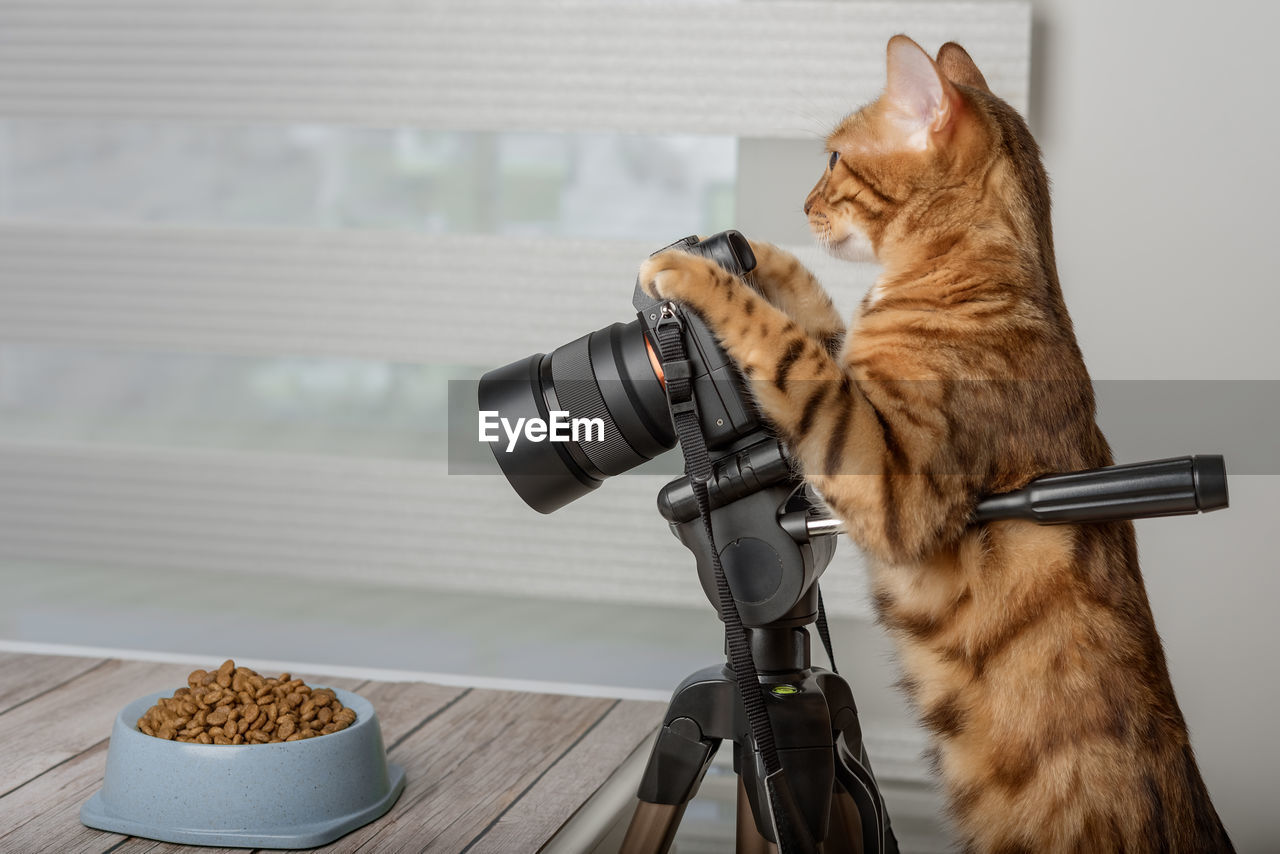 Domestic cat - food photographer photographs food on a slr camera.