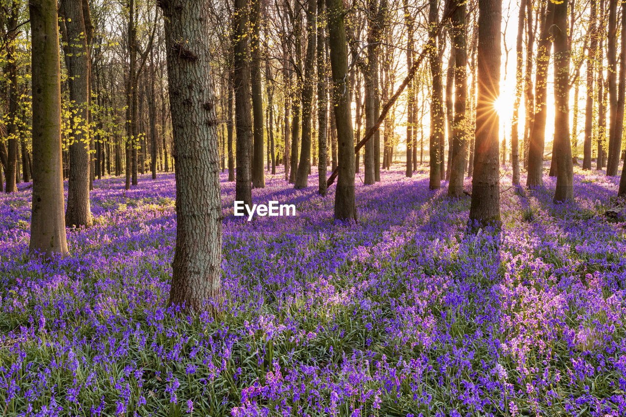 Sunset at bluebell woods