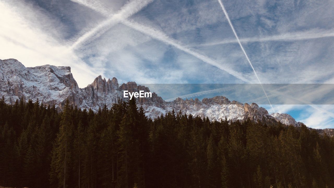 LOW ANGLE VIEW OF TREES AGAINST SKY