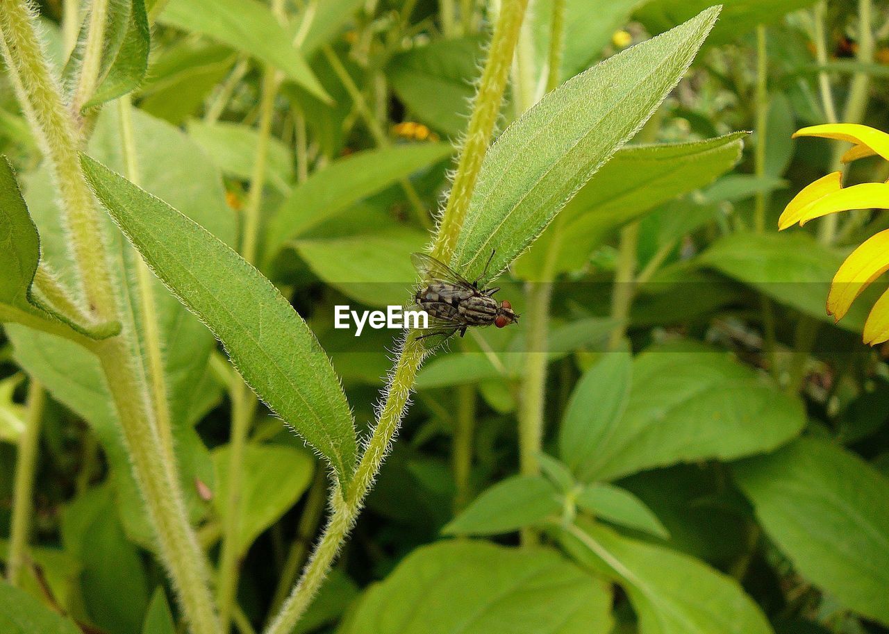 CLOSE-UP OF GREEN INSECT ON PLANT