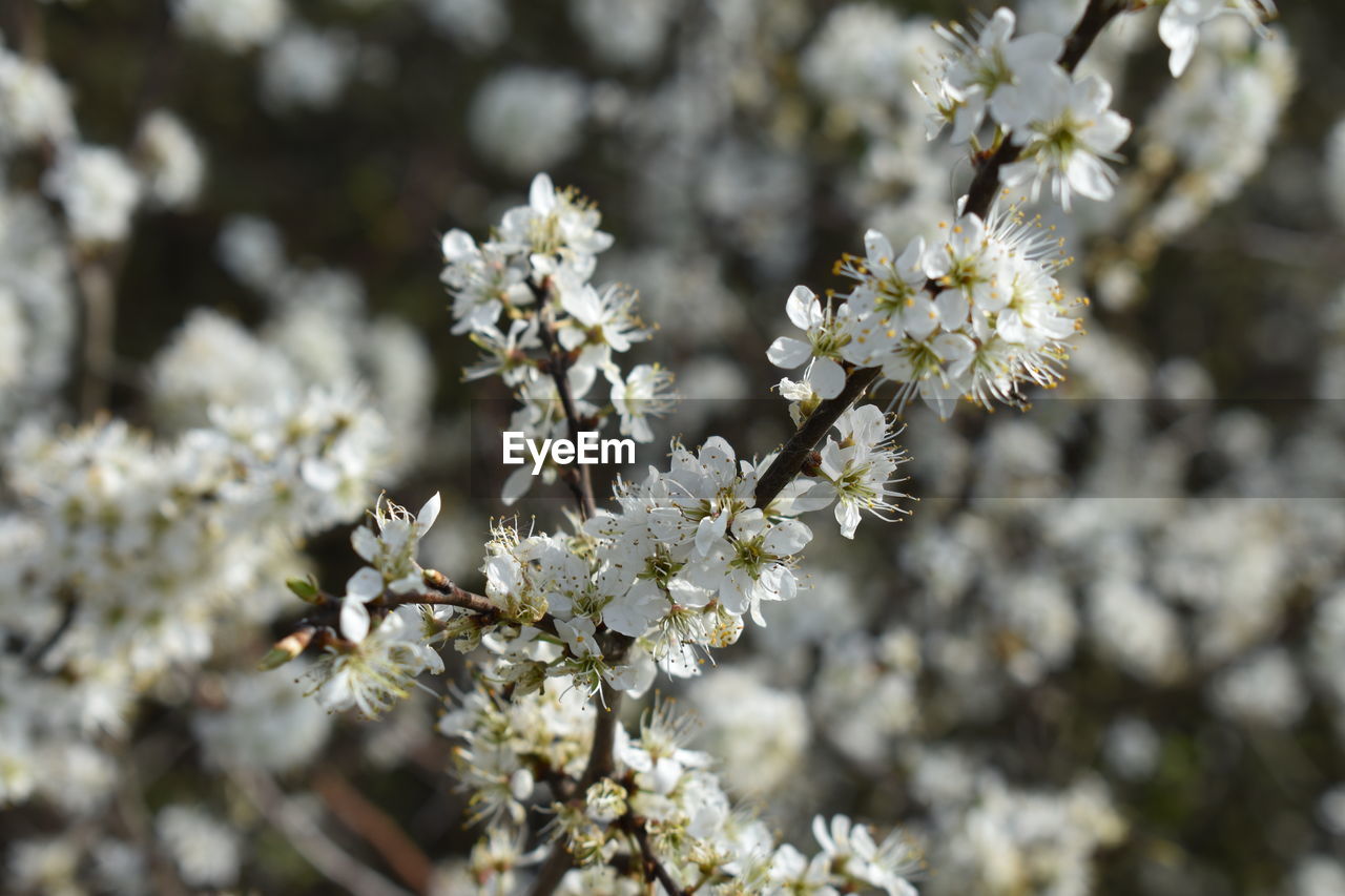 CLOSE-UP OF WHITE CHERRY BLOSSOMS ON TREE