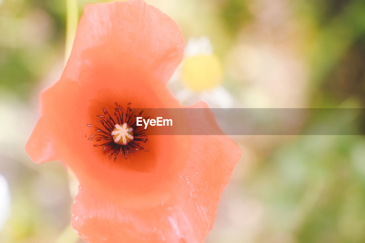 CLOSE-UP OF RED FLOWER