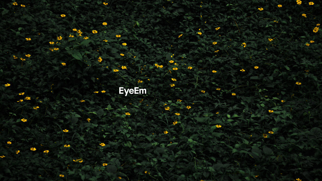 High angle view of yellow flowering plants