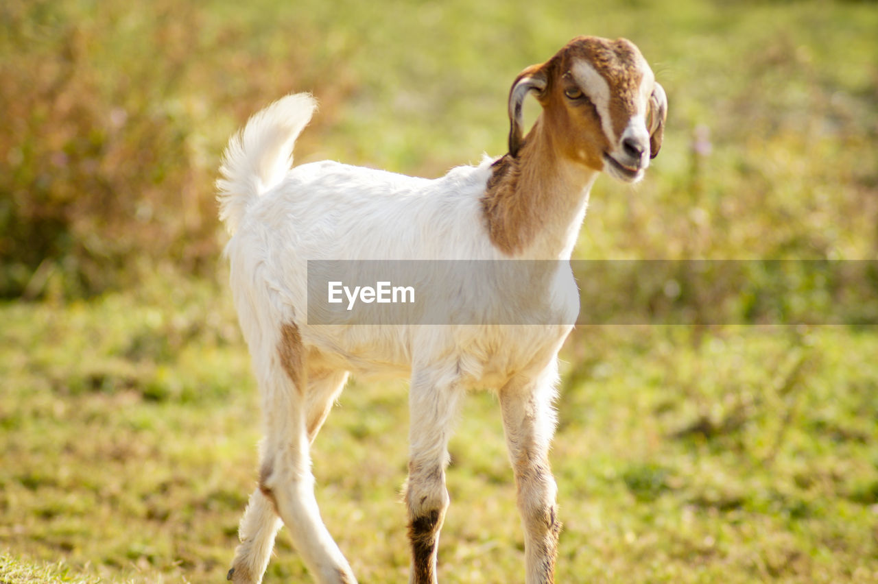 PORTRAIT OF SHEEP STANDING ON FIELD