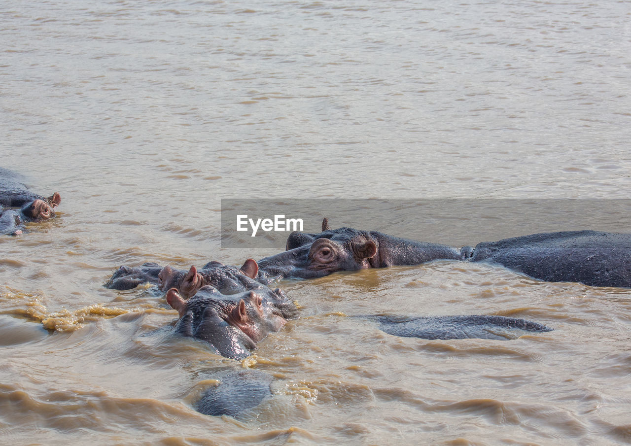 HIGH ANGLE VIEW OF CRAB ON BEACH