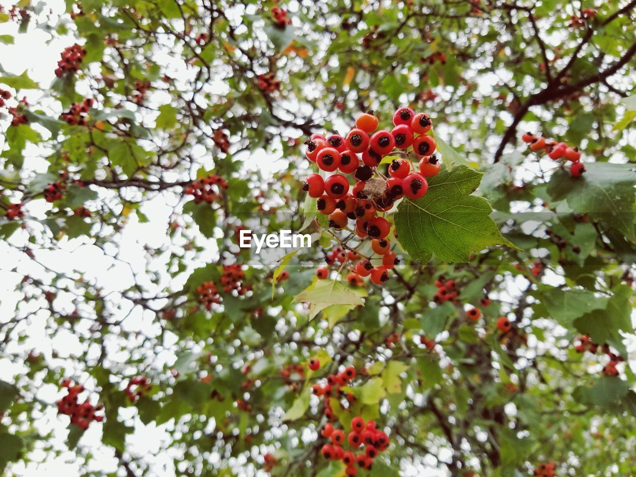 LOW ANGLE VIEW OF CHERRIES ON TREE